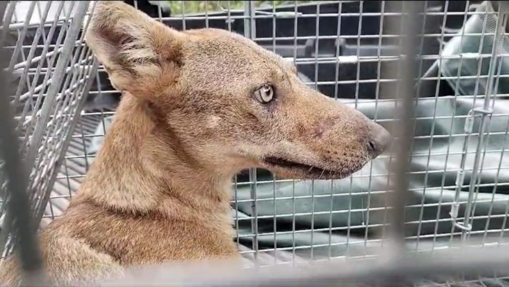 Rescate de coyote en Chiriquí
