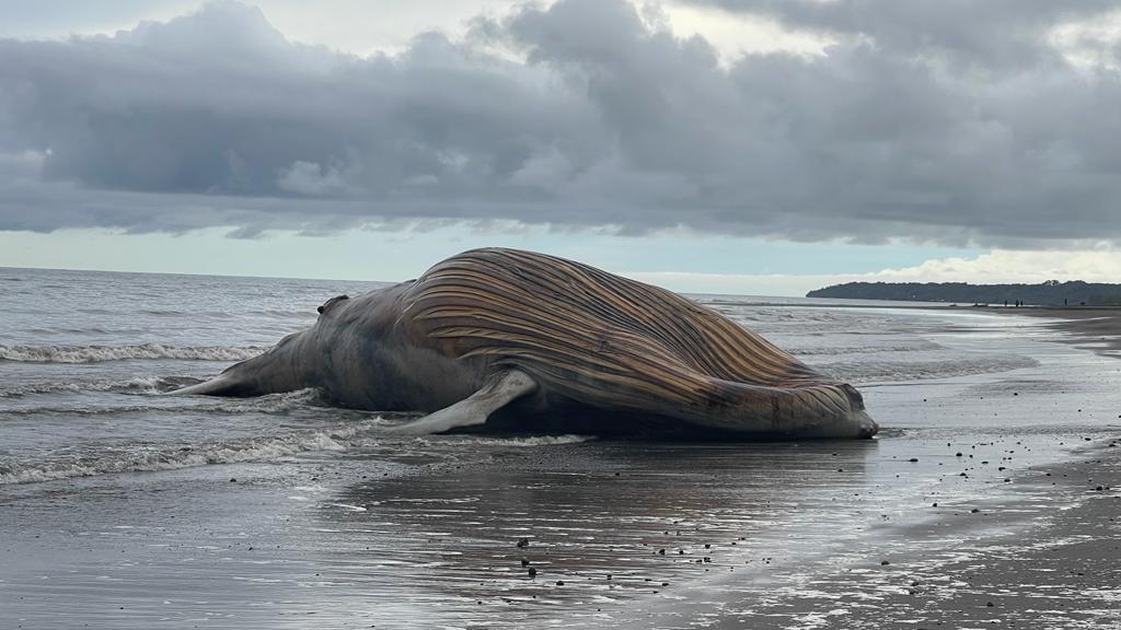 MiAMBIENTE traslada ballena en estado de descomposición encontrada en Limones, Barú