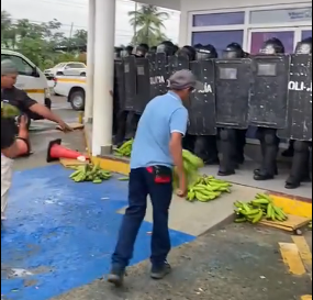 Lanzan cabezas de plátanos en TE de Bocas del Toro