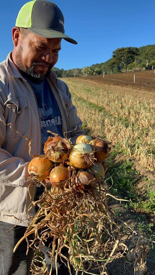 Preocupación en productores de cebolla de Chiriquí