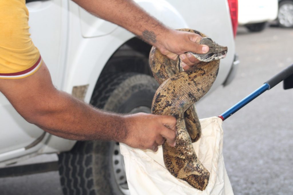 Aumentan los rescates de fauna en Chiriquí