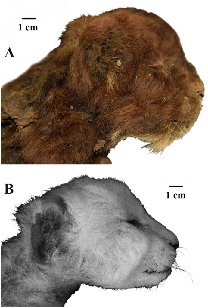 Descubren la momia de una cría de gato dientes de sable de 37.000 años en Siberia