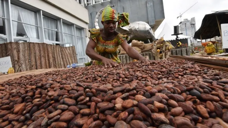 El cambio climático amenaza la producción de chocolate