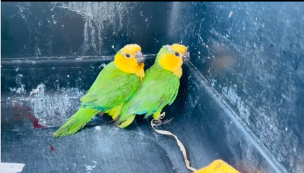 Rescatan aves víctimas de venta ilegal en Chiriquí
