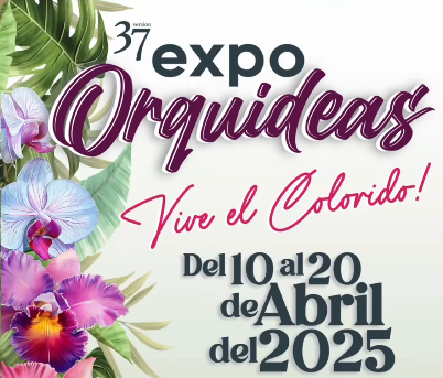 Boquete se prepara para la Expo-Orquídea 2025