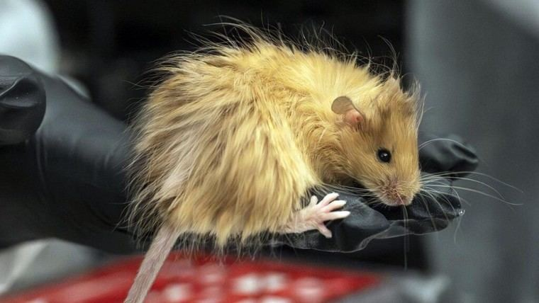 Científicos modifican ratones con genes del mamut lanudo en un avance hacia su “resurrección”