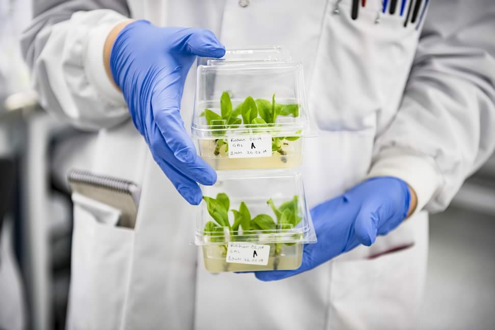 Científicos logran retrasar la descomposición de frutas y verduras con edición genética