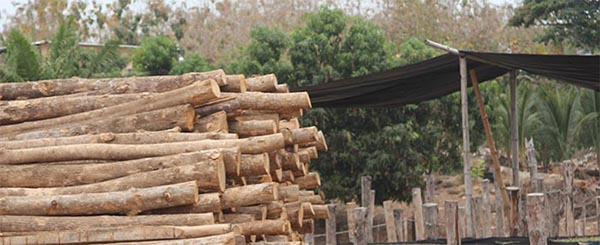 Retienen 75 tucas de madera de teca en Tierras Altas