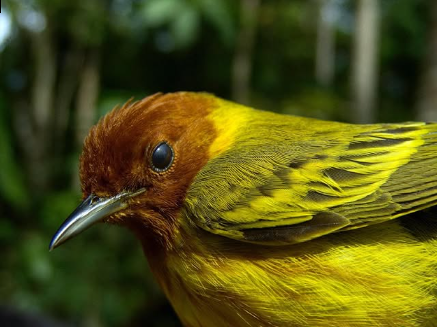 Boquete se alista para el Global Big Day 2025, evento mundial de avistamiento de aves