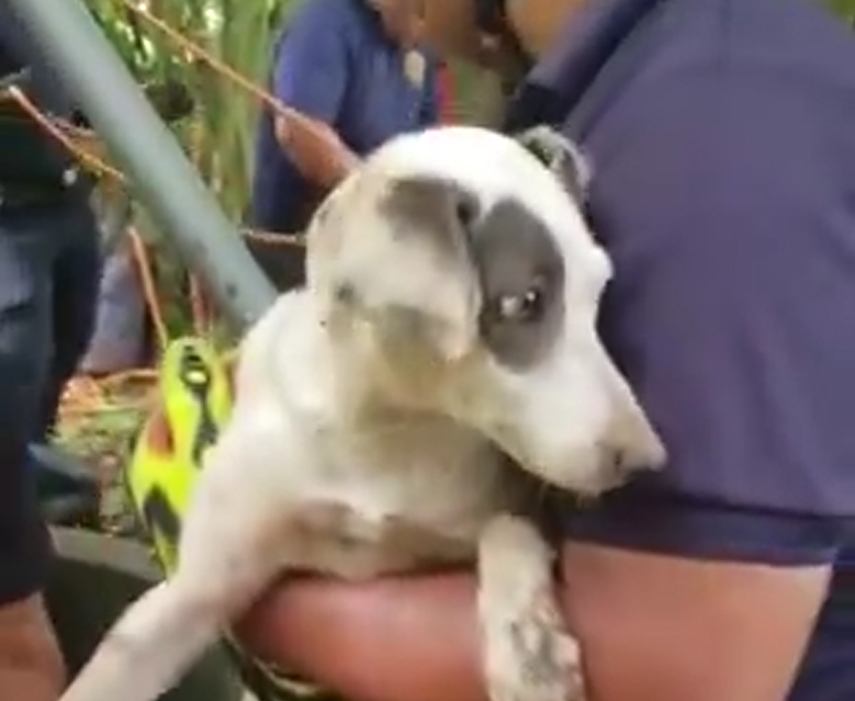 Rescatan a perrito que cayó en un pozo en Boquerón