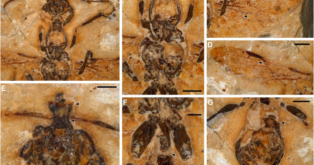 Descubren fósil de ‘hormiga infernal’ de hace 113 millones de años en Brasil