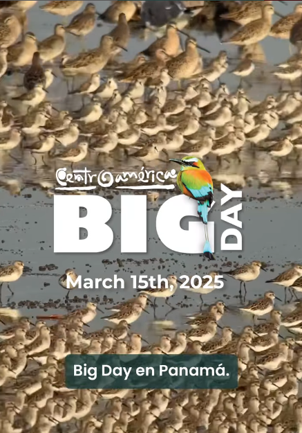 Boquete se prepara para el Global Big Day con seminario de avistamiento de aves