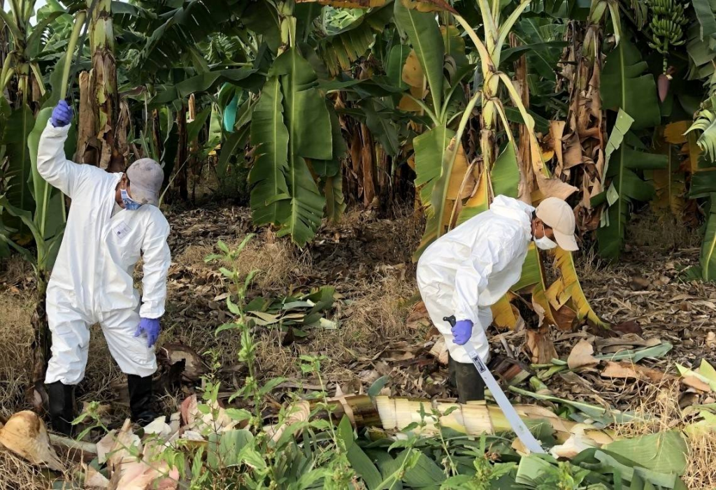 Productores de plátano reciben apoyo para enfrentar plagas y hongos
