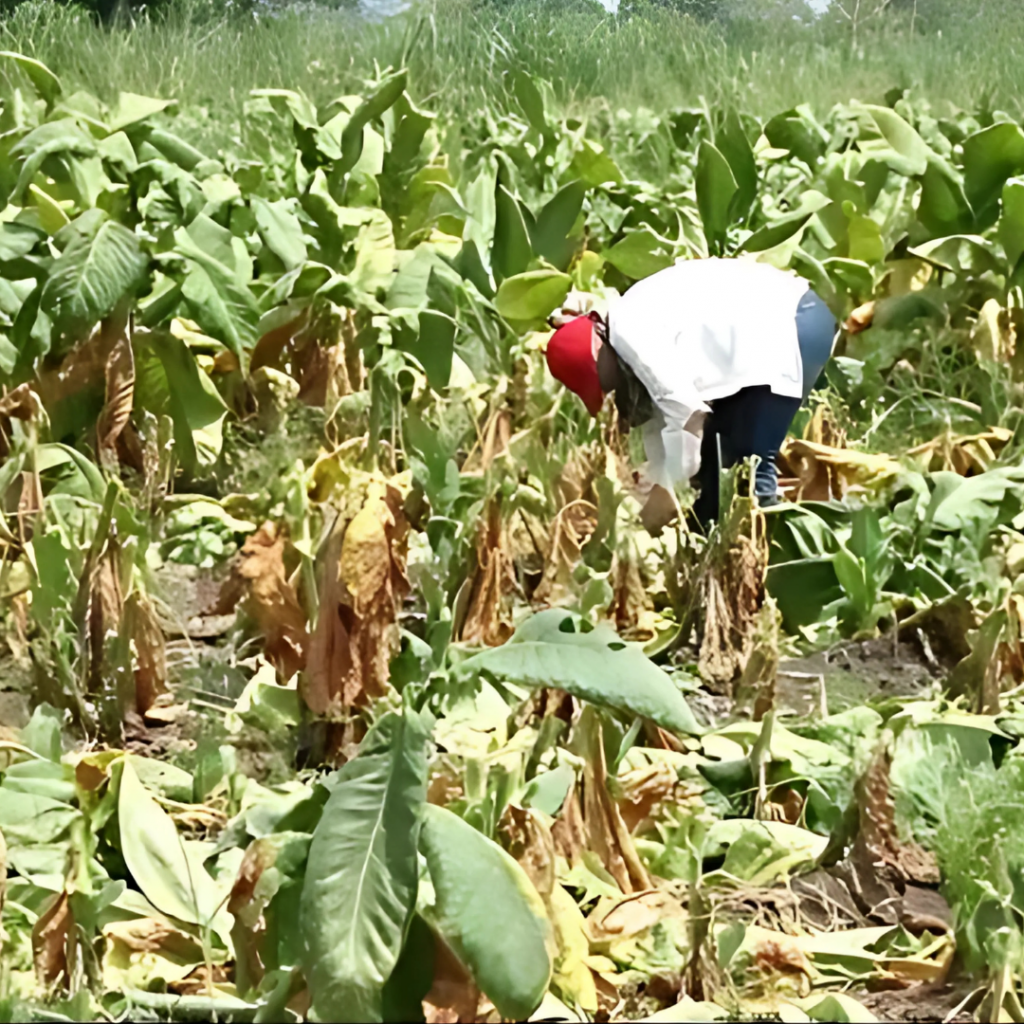 Tabaco de Bugaba conquista nuevos mercados internacionales