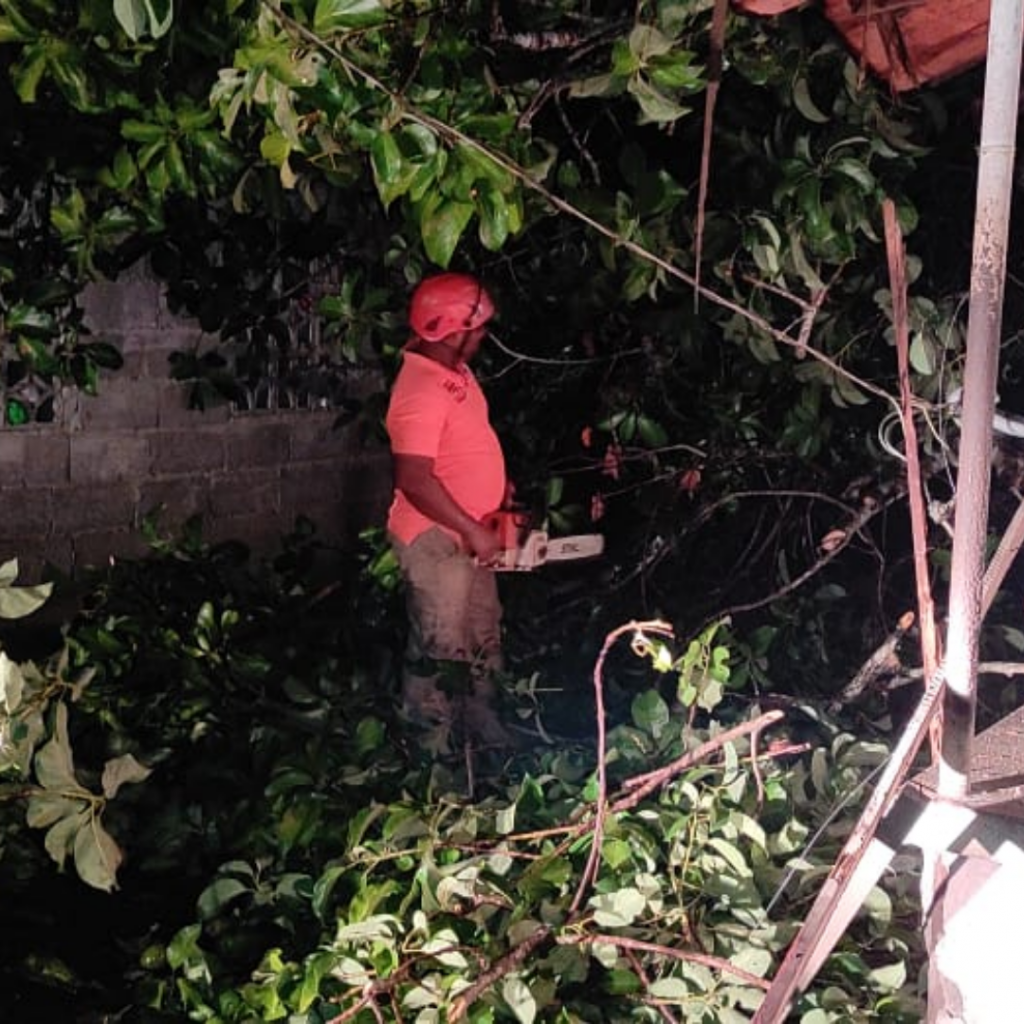 Colapso de árboles afecta viviendas en Chiriquí durante el fin de semana