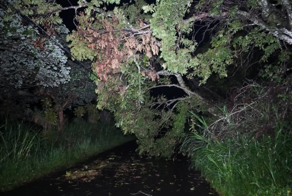 Árbol cae sobre tendido eléctrico en Bajo Boquete y deja sin luz a residentes