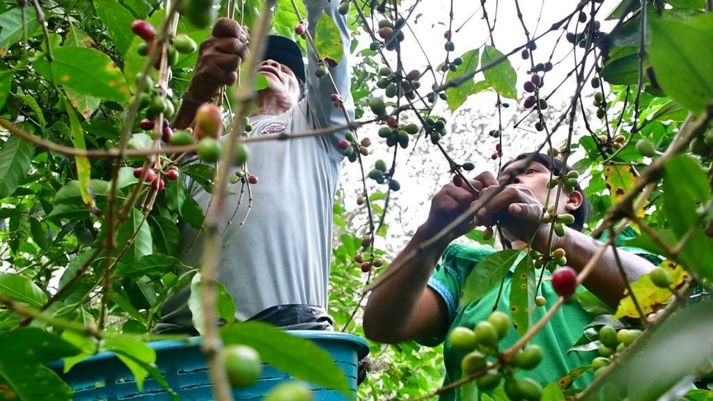 Panamá lanza oficialmente “La Cosecha 2025” desde Chiriquí, impulsando el turismo cafetalero