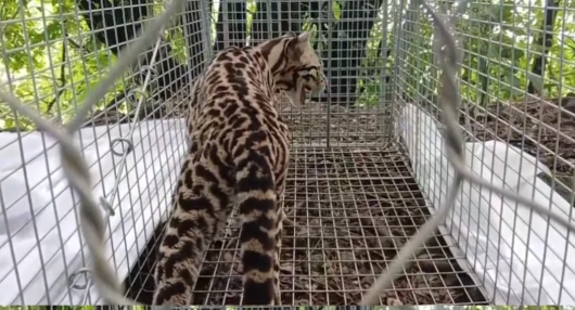 Familia en Barú protege a ocelote que merodeaba su hogar