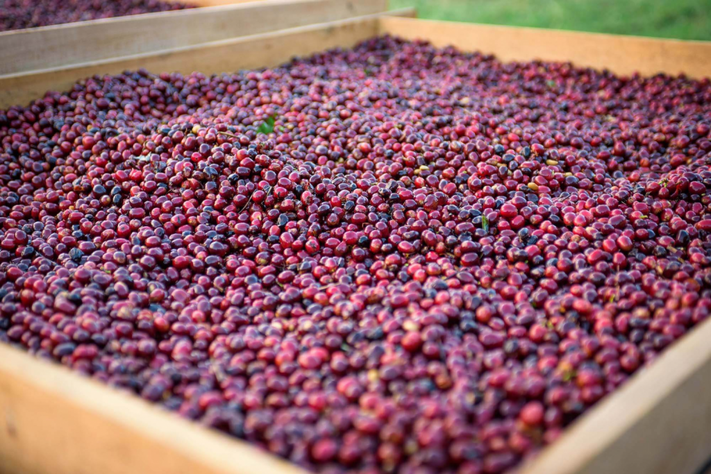 Hacienda La Esmeralda anuncia fechas de pago para recolectores de café