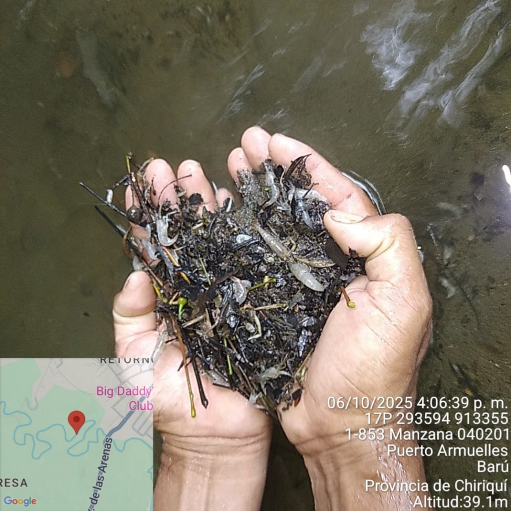 Investigan muerte masiva de camarones en represa del río Corotú, Barú