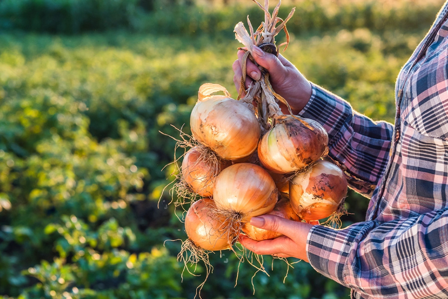 Productores de Tierras Altas contarán con planta de secado de cebolla