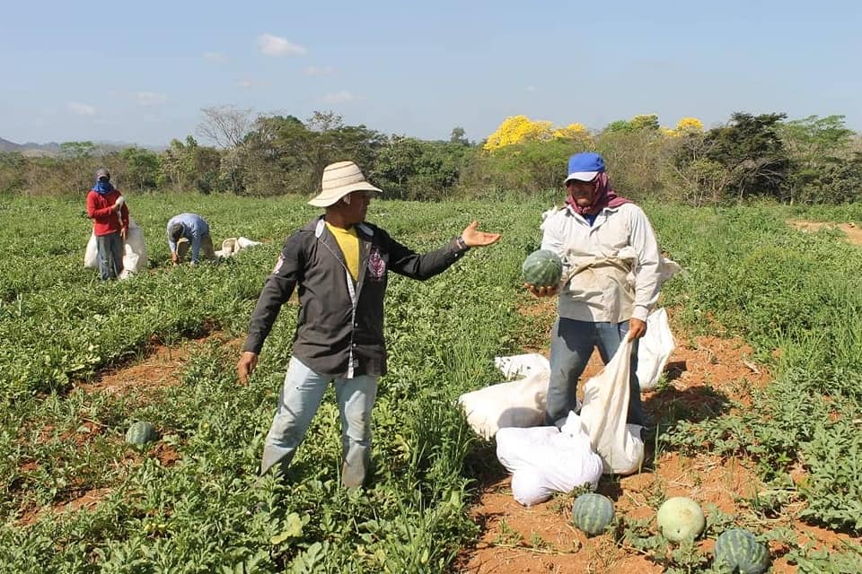 Productores de Chiriquí preocupados por exceso de importaciones; MIDA asegura respaldo