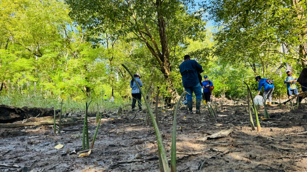 Reforestan manglares en Barú para proteger cultivos y ecosistemas costeros