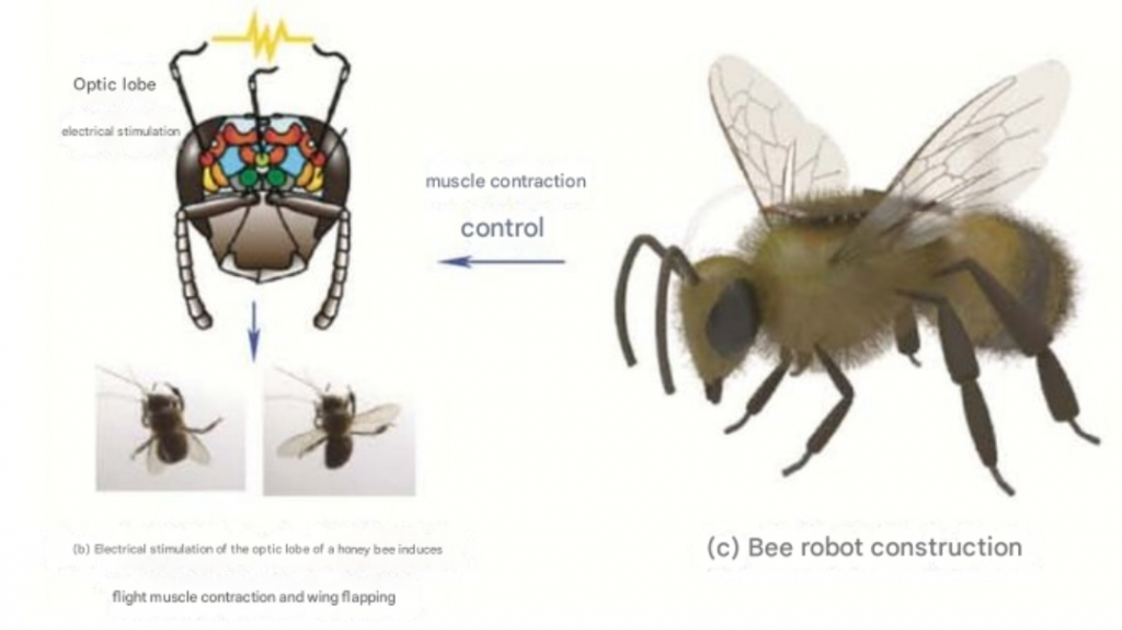 China desarrolla la primera abeja cíborg para misiones encubiertas y de rescate