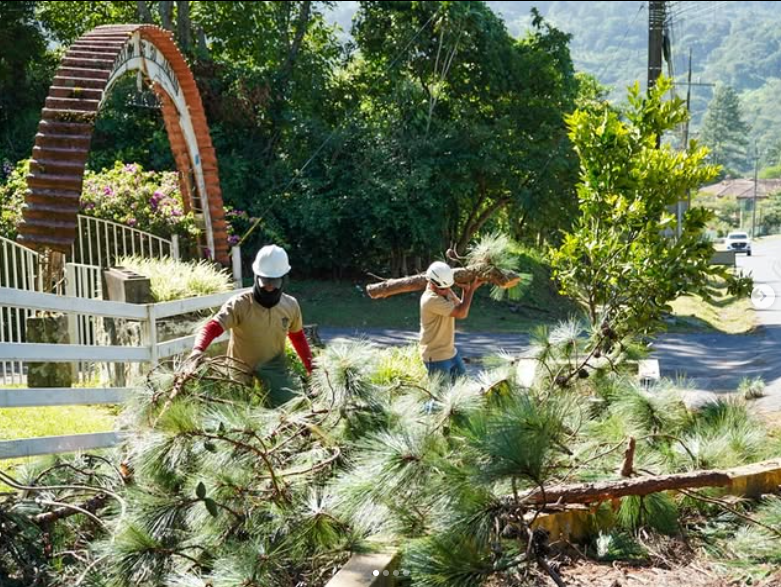 Caída de árboles en Boquete por fuertes brisas fue atendida por autoridades locales