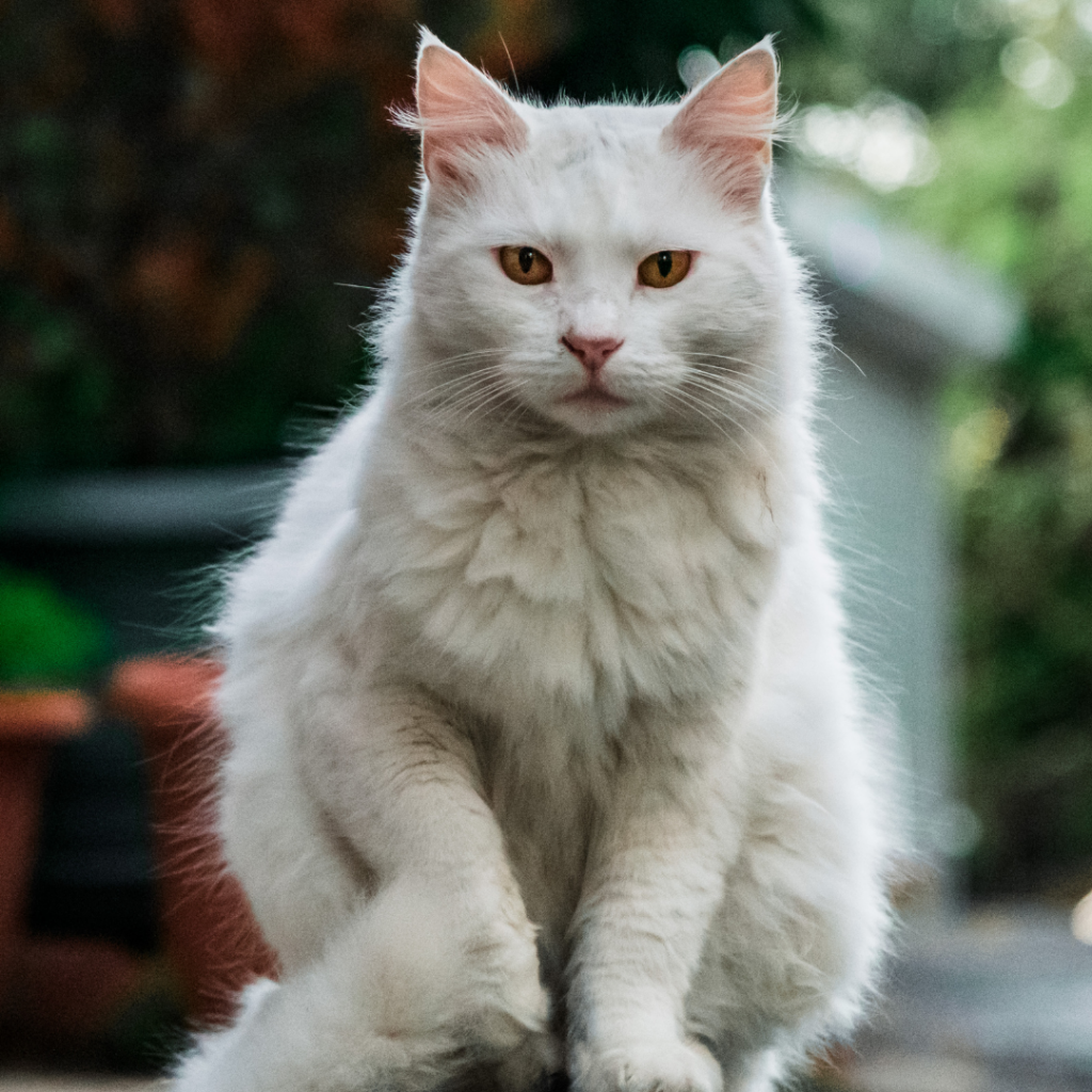 Gatos podrían ser clave para estudiar el alzhéimer