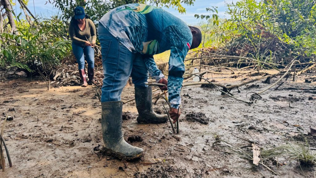 Jornada de reforestación en Barú para recuperar márgenes del río Corotú