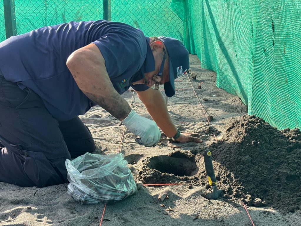 Reubican 100 nidos de tortuga Lora en Alanje para protegerlos de depredadores