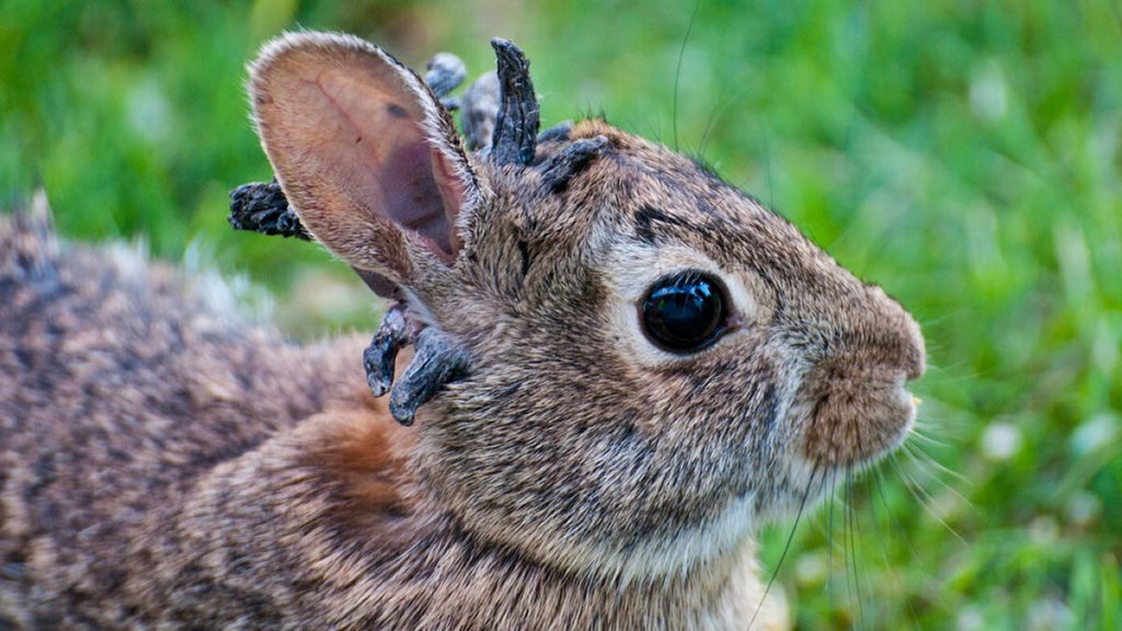 Plaga de ‘conejos Frankenstein’ genera alarma en EE.UU.
