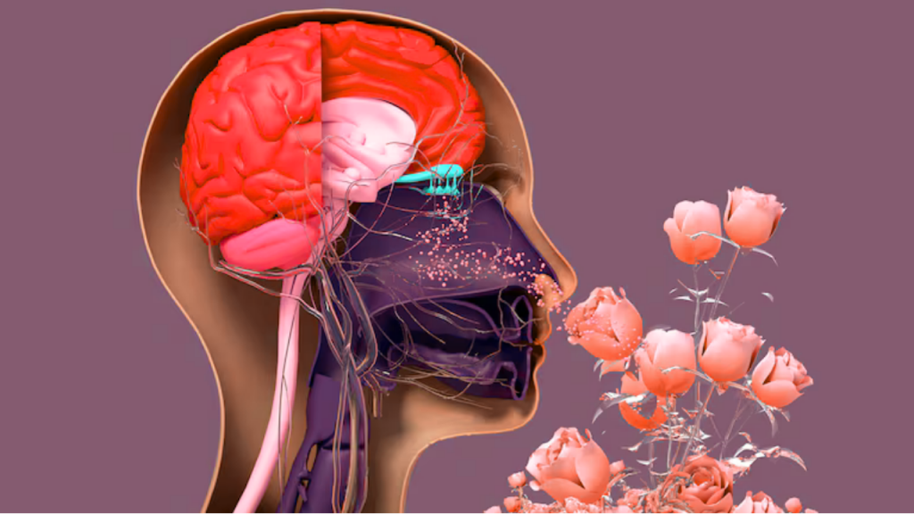 La pérdida del olfato podría ser una señal temprana de alzhéimer