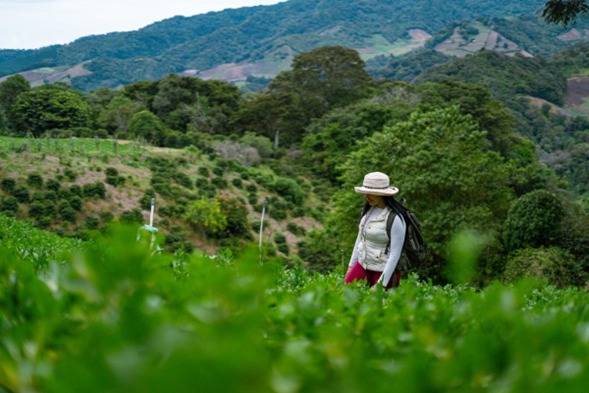 Precios de papa y cebolla en caída ponen en aprietos a productores de Tierras Altas