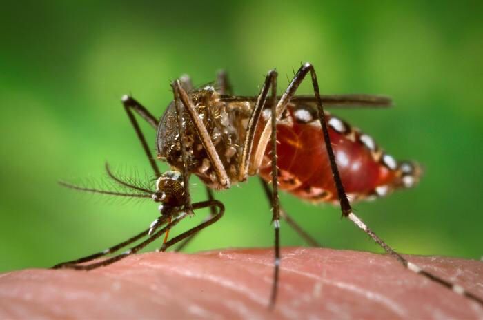 Panamá refuerza vigilancia tras caso de fiebre amarilla en Costa Rica
