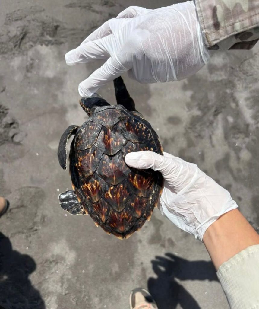 Rescatan y liberan tortuga carey en el litoral Pacífico de Chiriquí