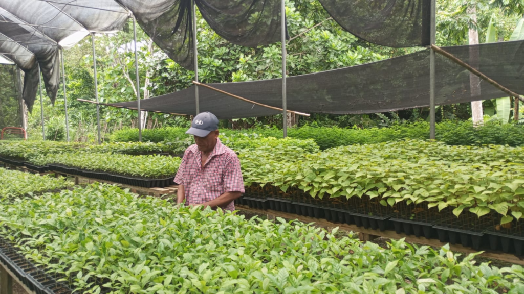 Ecoamigos de Barú impulsará creación de vivero forestal comunitario