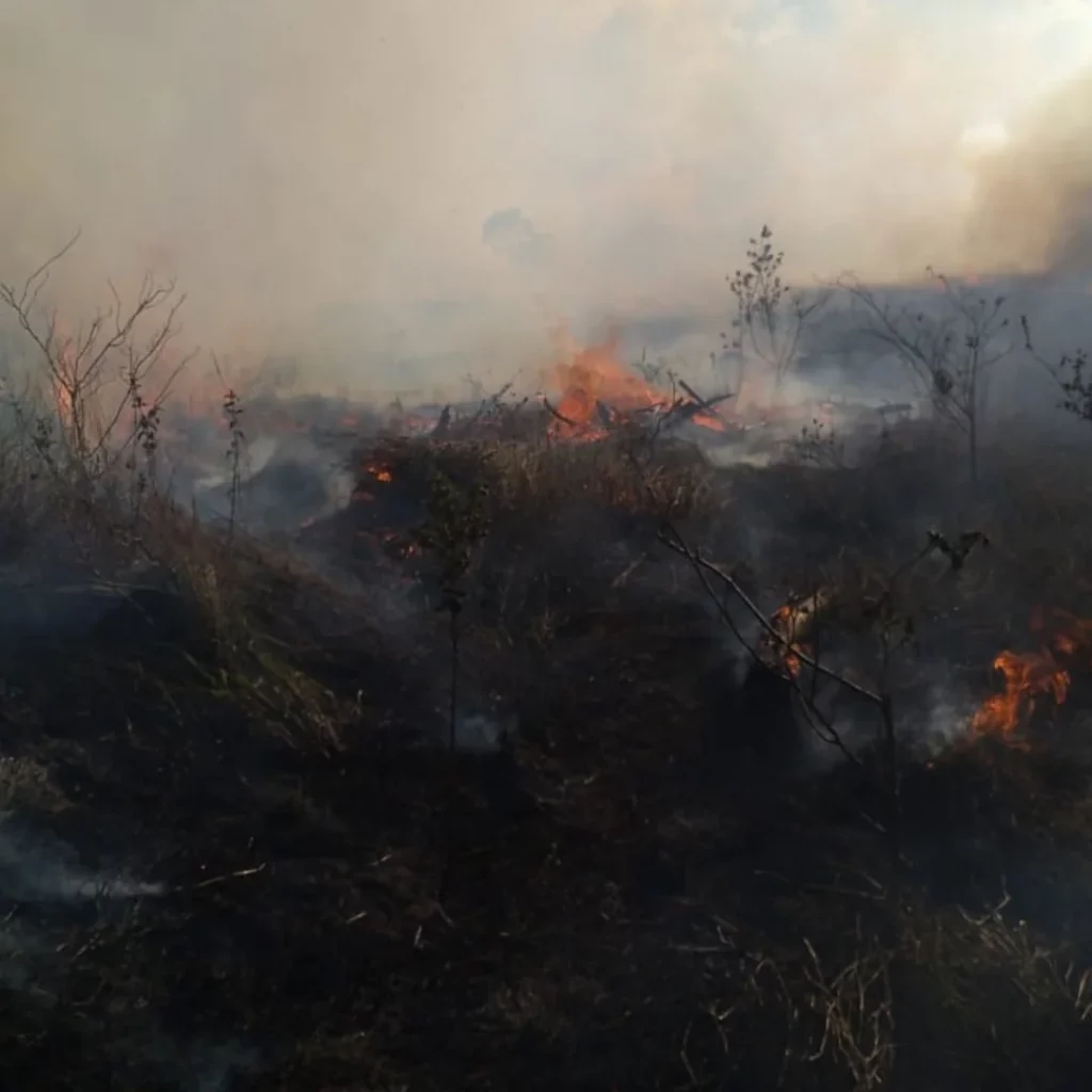 Incendio de masa vegetal consume más de 10 hectáreas en Tierras Altas
