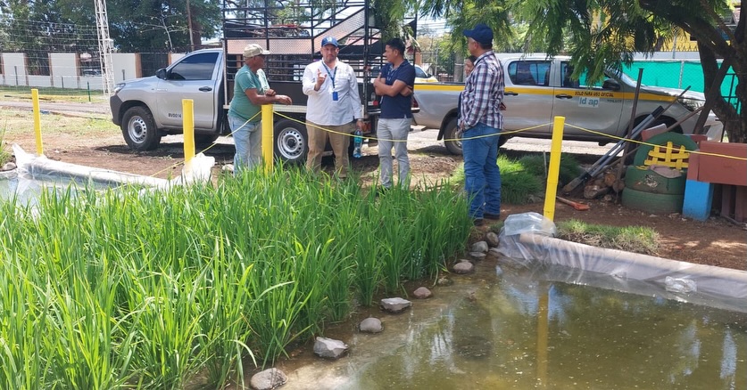 IDIAP y ARAP presentan innovador sistema de producción en la Feria de David