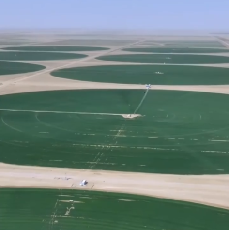 China asegura éxito de cultivos de trigo en el desierto tras dos años de pruebas