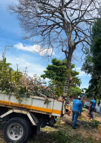 Autoridades realizan tala preventiva y anuncian reforestación en parque de Bugaba