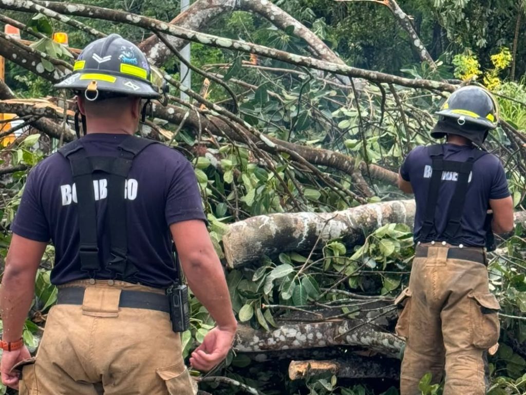 Caída de árboles afecta vías en Santa Rosa y Querévalo; bomberos restablecen el tránsito