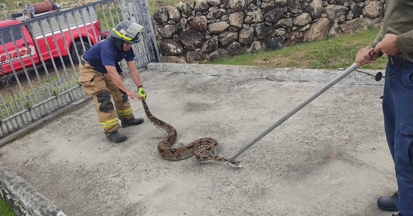 Bomberos capturan ofidio en Alto Boquete y evitan incidente en residencia
